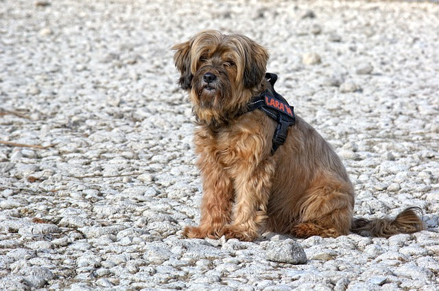 Tibetanski terrier clearance